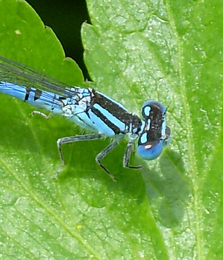 Coenagrion scitulum o caerulescens? caerulescens!